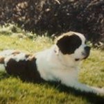 Profile Picture of Peter Urso (@peterurso) on Instagram