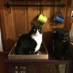 Profile Picture of Quinn 