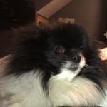 Profile Picture of Charles (@charlesthepom_) on Instagram