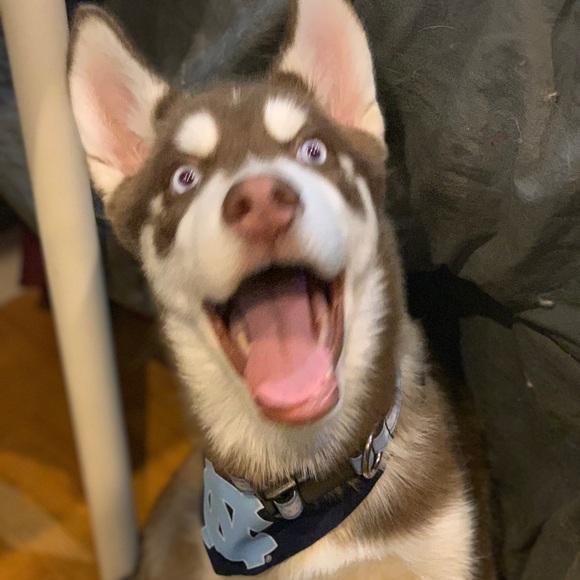 Profile Picture of Brandon Toledo (@btoledo1922) on Poshmark