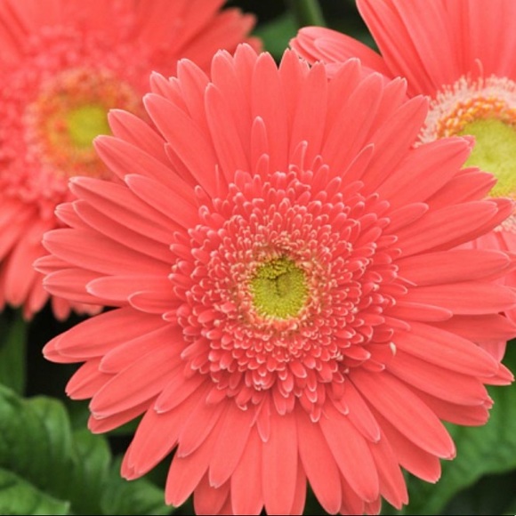 Ashley Gopsill - Poshmark Profile Picture of Ashley Gopsill (@ashweeks28) on Poshmark