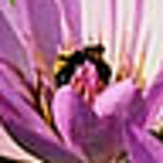 Profile Picture of Anuj Patel (@anujpatel) on Flickr