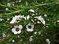 Profile Picture of Astartea fascicularison Wikipedia