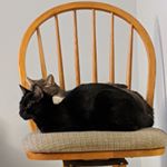 Profile Picture of Scott and Osiris, the cattos (@scott_and_osiris_the_cattos) on Instagram