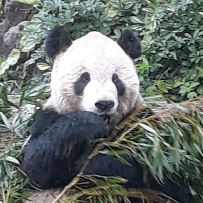 Profile Picture of Stephen Aguilar-Millan (@eufo) on Twitter