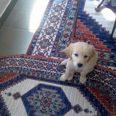 Profile Picture of Ozan Cokelekoglu (@ozan23522352) on Twitter