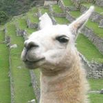 Profile Picture of Mike scarpino (@jeffjefferyjefferson) on Instagram