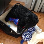Leo Basil Lion Murphy (Max) - Instagram Profile Picture of Leo Basil Lion Murphy (Max) (@leo_peo_thelion) on Instagram