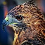 Profile Picture of Bryce Webb (@dudehawk952) on Youtube