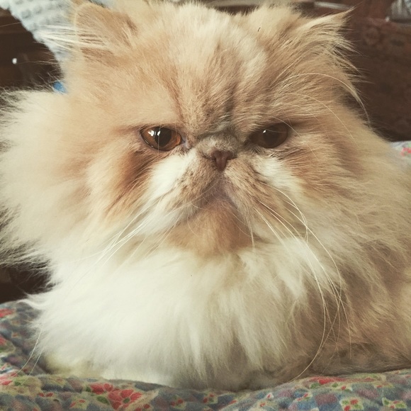 Profile Picture of Chrissy Jenkins (@chrissyrbee) on Poshmark