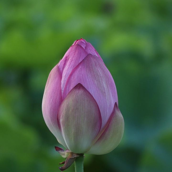Profile Picture of sanchang (@sanchang007) on Tiktok