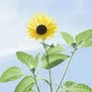 Profile Picture of jingweizhang92 (@jingweizhang92) on Tiktok