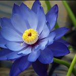 Profile Picture of Rosanna Bertagna (@rosannabertagna) on Instagram