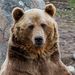 Profile Picture of Oldgreybear (@keithhogeland) on Pinterest