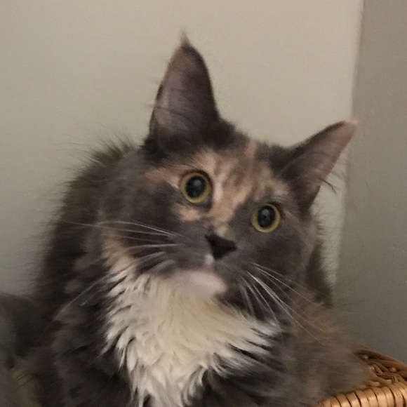 Profile Picture of Allisun Mcjunkins (@allisunm) on Poshmark