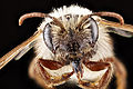 Profile Picture of Andrena erythroniion Wikipedia