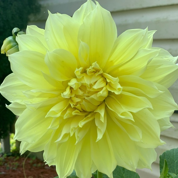 Profile Picture of Shyann Ehrler (@shyannehrler) on Poshmark