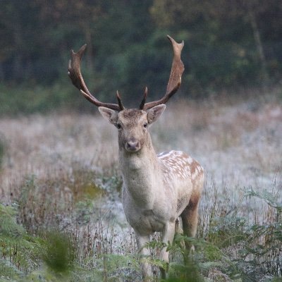 Profile Picture of Simon Leadbeater🍃💚🍃Ⓥ (@OurSacredGrove) on Twitter