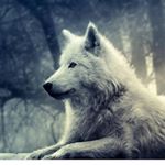 Profile Picture of david dumancic (@david.dumancic) on Instagram