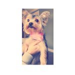 Profile Picture of dog.(yorkie)🐶 (@charlie.blaire) on Instagram