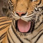 Profile Picture of Ramesh Shanmugam (@ramesh.shanmugam.7792) on Instagram