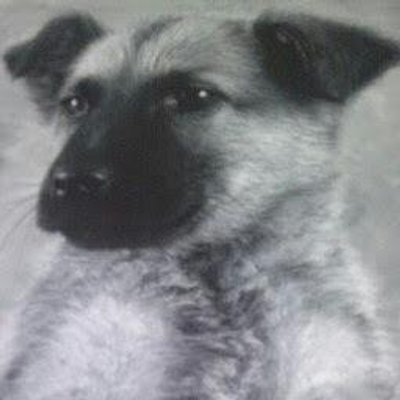Profile Picture of Tamara Vanderwal (@whiteeye69) on Twitter
