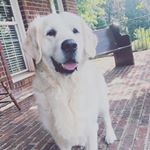 Profile Picture of Sir Isaac the Great (@isaac_the_creme_golden) on Instagram