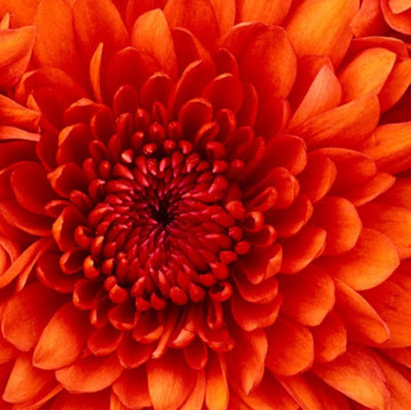 Profile Picture of Mohsen Ahmed (@mohsen96) on Poshmark