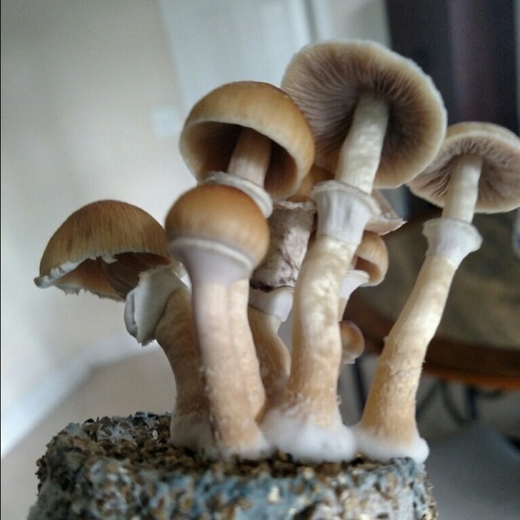 Profile Picture of Kyle Ashworth (@krashworth0) on Poshmark