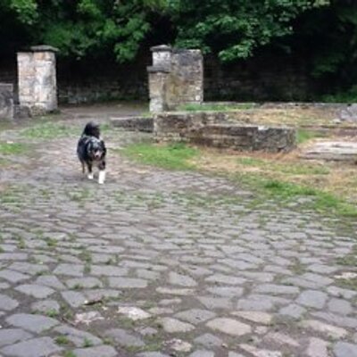 Profile Picture of Inge U. Pedersen (@_uden) on Twitter