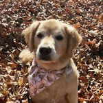 Profile Picture of Marshall Spross (@marshall.thechunkygolden) on Instagram