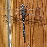 Profile Picture of K Anderson (@karanderson) on Flickr