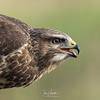 Profile Picture of ian howells (@Ian howells wildlife photography) on Flickr