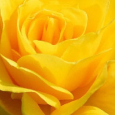 Profile Picture of Shawna McIntosh (@McintoshShawna) on Twitter