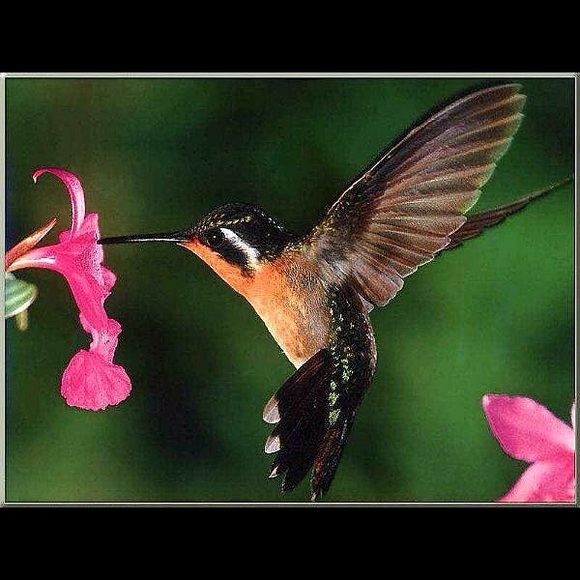 Profile Picture of Virginia Chrin (@vvatevx1) on Poshmark