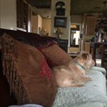 Profile Picture of Piper McCoy (@piperpickedapupper) on Instagram