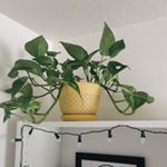 Profile Picture of Clint the Golden Pothos🌿 (@plantsbyclint) on Instagram