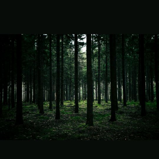 Profile Picture of blackforest (@iamblackforest) on Tiktok