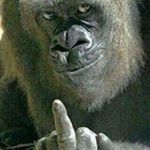 Profile Picture of Robert Showalter (@showalterrobert) on Instagram