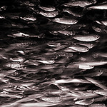 Profile Picture of Joe Barnes (@joe barnes boston) on Flickr