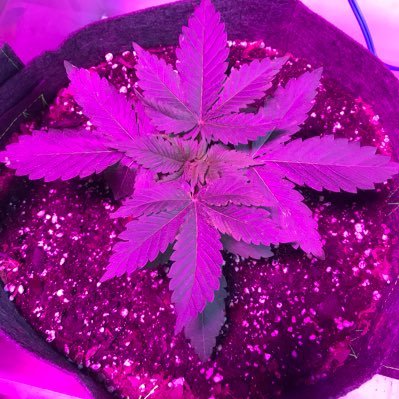 Profile Picture of Aaron Gandara (@_CenCalGrow) on Twitter