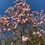 Chevithorne Barton Oaks - Instagram Profile Picture of Chevithorne Barton Oaks (@chevithorne_oaks) on Instagram