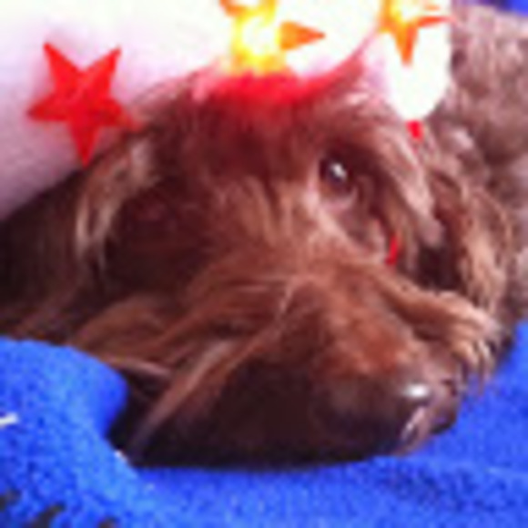 Sophia Michaleto - Poshmark Profile Picture of Sophia Michaleto (@michaleto99) on Poshmark