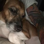 Profile Picture of Paul Bruno (@rg3_new_jersey) on Instagram