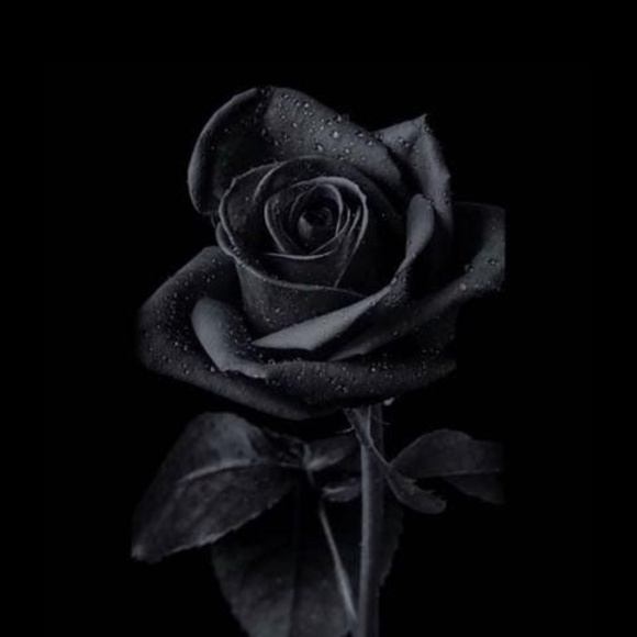 Stephenie Williams - Poshmark Profile Picture of Stephenie Williams (@dans420girl) on Poshmark