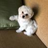 Profile Picture of Kris Dillon (@@fastman454) on Tiktok