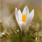 Profile Picture of Thomas Ammann (@phototam_68) on Instagram