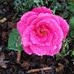 Profile Picture of Myrtle Kipp (@myrtle.kipp.9) on Facebook