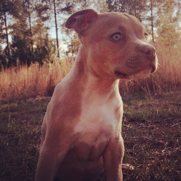 Profile Picture of Jonathan Camacho (@pollo1995) on Poshmark