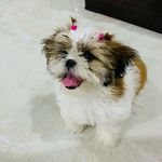 Profile Picture of Lucy🐾(shihtzu) (@the.furry.girl) on Instagram